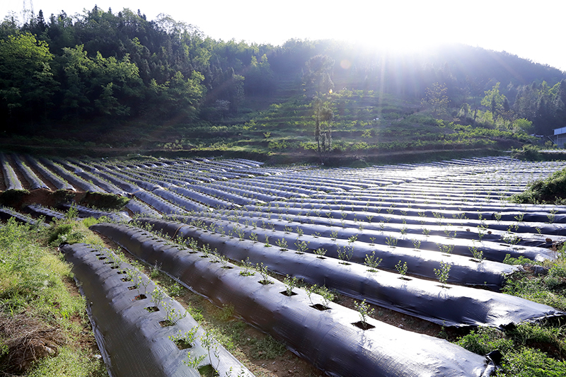 　　村内巷道干净整洁，家家户户门前修葺的木质栅栏围成了“小花坛”“小菜园”，园子里蓝莓开出朵朵白花……去年以来，紫云自治县板当镇硐口村以打造全省特色田园乡村·乡村振兴集成示范试点为契机，从“美丽庭院”里的乡村诗意，到生态绿色产业释放的发展红利，绿色擦亮了村居环境，让乡村变了样子，也让村民们的生活发生着改变。图为硐口村新栽的蓝莓产业（安顺日报社大数据全媒体记者  伍水清  摄影报道）