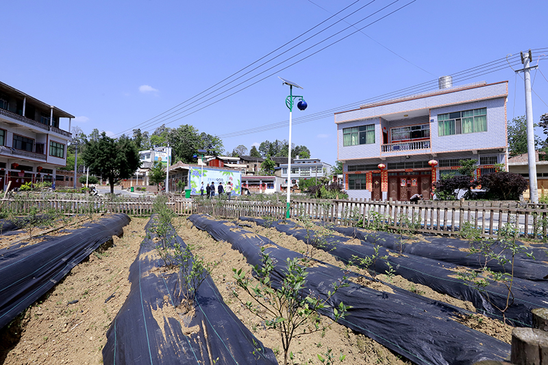 　　村内巷道干净整洁，家家户户门前修葺的木质栅栏围成了“小花坛”“小菜园”，园子里蓝莓开出朵朵白花……去年以来，紫云自治县板当镇硐口村以打造全省特色田园乡村·乡村振兴集成示范试点为契机，从“美丽庭院”里的乡村诗意，到生态绿色产业释放的发展红利，绿色擦亮了村居环境，让乡村变了样子，也让村民们的生活发生着改变。图为硐口村房前栽种的蓝莓（安顺日报社大数据全媒体记者  伍水清  摄影报道）