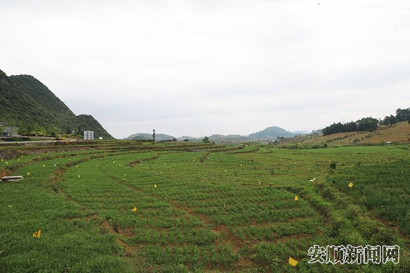2021年以来，普定县化处镇焦家村从补齐基础设施短板、加强村容村貌治理、提升村寨群众素质等方面入手，逐步实现了村庄整洁有序、道路干净通达、户户美丽宜居。村容村貌明显提升、长效保洁机制逐步完善，文明村规民约普遍形成，村民文明卫生意识普遍提高，群众精气神、幸福感、获得感普遍增强，切实巩固拓展脱贫成果，为全面推进乡村振兴开新局奠定基础。（安顺日报社大数据智慧全媒体记者 陈婷婷）