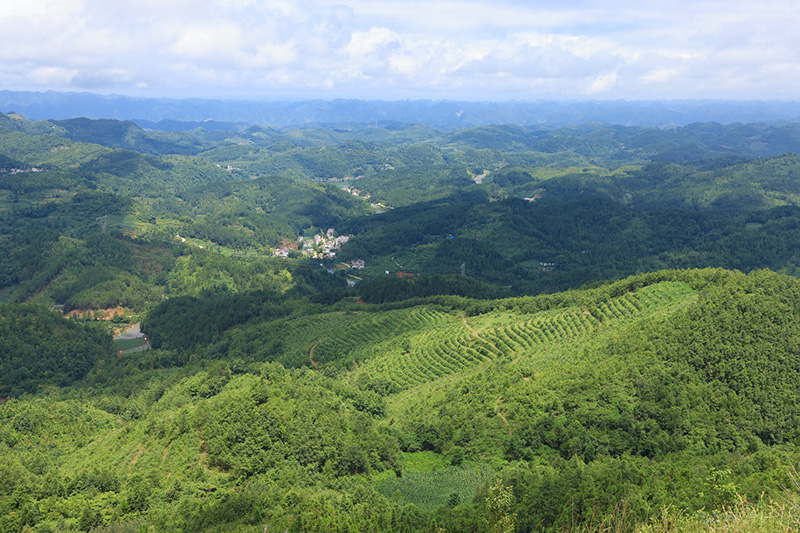 盛夏时节，记者走进镇宁自治县革帮村跳花坡，山顶，一座座高大挺拔的风力发电塔将蓝天、白云相连；山坡上，占地面积800余亩的生态茶园，村民正忙着采茶；山脚下，保留较为完好的苗族文化建筑遥相呼应，形成一幅美丽的生态乡村画卷。近年来，镇宁革帮村立足生态资源优势，抢抓政策机遇，以“风 茶 文旅”特色乡村旅游产业为基础，整合优势资源，延伸产业链，打好高质量发展的基础。（安顺日报社大数据智慧全媒体记者 陈婷）