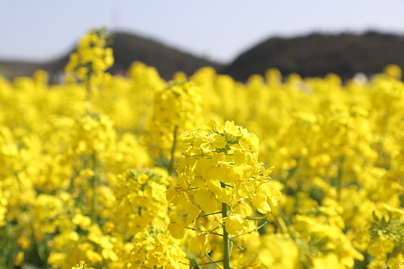 3月12日，记者走进西秀区大西桥镇中所村，油菜花开得正盛，置身于花海之中，花团锦簇，美不胜收。（安顺日报融媒体中心记者 高智）