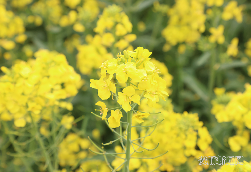 春回大地，万物复苏，安顺各处黄灿灿的油菜花竞相绽放，3月15日，记者在西秀区东屯乡玉石村看到，连片油菜花在微风轻拂下，卷起层层金色的波浪，一簇簇、一朵朵、一排排的油菜花与村庄房屋、溪流、田间构成一幅美丽的春天画卷，把春天的气息展现得淋漓尽致，让田园风景如诗如画。据了解，东屯乡种植油菜面积达14000余亩。（安顺日报融媒体中心记者 胡典 陈婷）
