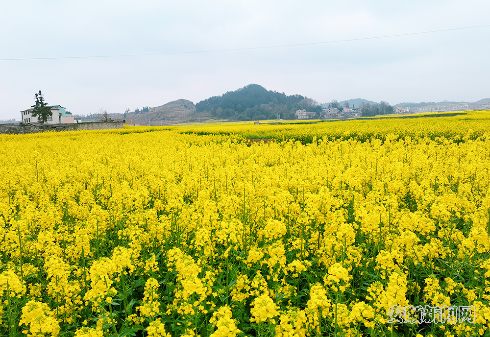 春回大地，万物复苏，安顺各处黄灿灿的油菜花竞相绽放，3月15日，记者在西秀区东屯乡玉石村看到，连片油菜花在微风轻拂下，卷起层层金色的波浪，一簇簇、一朵朵、一排排的油菜花与村庄房屋、溪流、田间构成一幅美丽的春天画卷，把春天的气息展现得淋漓尽致，让田园风景如诗如画。据了解，东屯乡种植油菜面积达14000余亩。（安顺日报融媒体中心记者 胡典 陈婷）