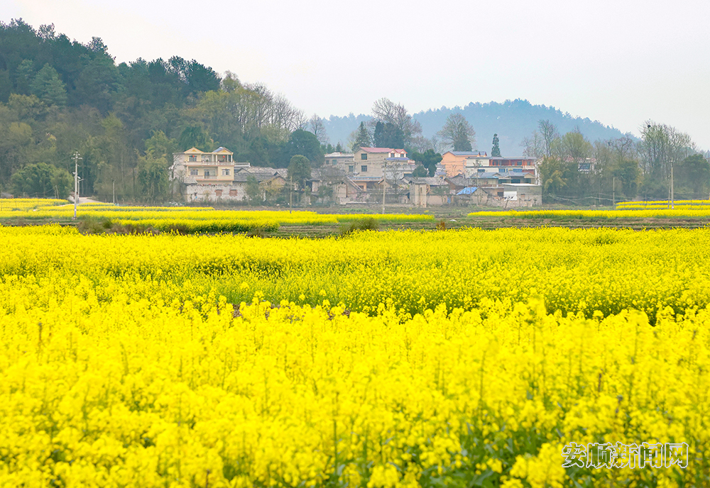 春回大地，万物复苏，安顺各处黄灿灿的油菜花竞相绽放，3月15日，记者在西秀区东屯乡玉石村看到，连片油菜花在微风轻拂下，卷起层层金色的波浪，一簇簇、一朵朵、一排排的油菜花与村庄房屋、溪流、田间构成一幅美丽的春天画卷，把春天的气息展现得淋漓尽致，让田园风景如诗如画。据了解，东屯乡种植油菜面积达14000余亩。（安顺日报融媒体中心记者 胡典 陈婷）