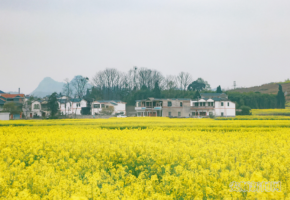春回大地，万物复苏，安顺各处黄灿灿的油菜花竞相绽放，3月15日，记者在西秀区东屯乡玉石村看到，连片油菜花在微风轻拂下，卷起层层金色的波浪，一簇簇、一朵朵、一排排的油菜花与村庄房屋、溪流、田间构成一幅美丽的春天画卷，把春天的气息展现得淋漓尽致，让田园风景如诗如画。据了解，东屯乡种植油菜面积达14000余亩。（安顺日报融媒体中心记者 胡典 陈婷）