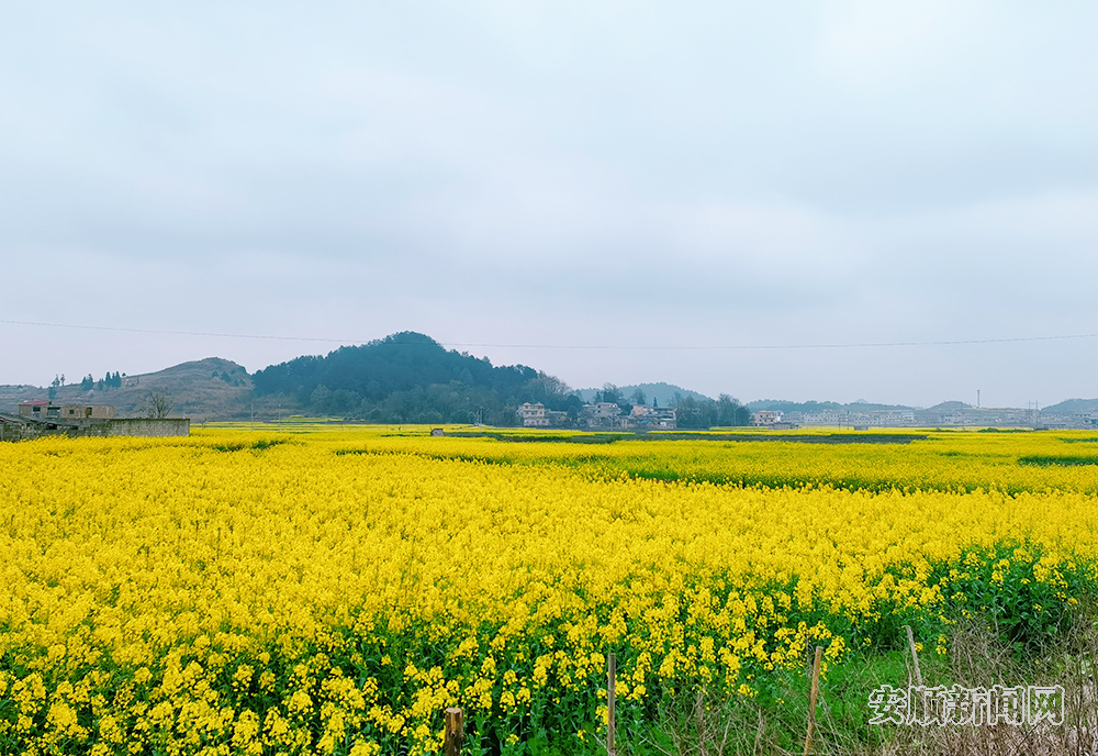 春回大地，万物复苏，安顺各处黄灿灿的油菜花竞相绽放，3月15日，记者在西秀区东屯乡玉石村看到，连片油菜花在微风轻拂下，卷起层层金色的波浪，一簇簇、一朵朵、一排排的油菜花与村庄房屋、溪流、田间构成一幅美丽的春天画卷，把春天的气息展现得淋漓尽致，让田园风景如诗如画。据了解，东屯乡种植油菜面积达14000余亩。（安顺日报融媒体中心记者 胡典 陈婷）
