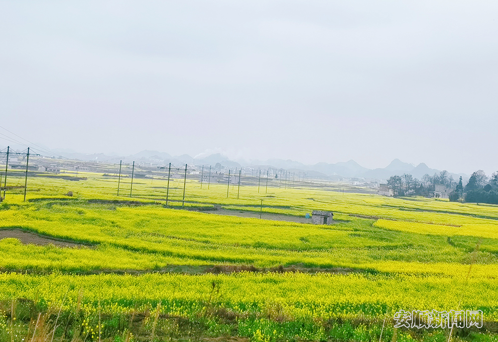 春回大地，万物复苏，安顺各处黄灿灿的油菜花竞相绽放，3月15日，记者在西秀区东屯乡玉石村看到，连片油菜花在微风轻拂下，卷起层层金色的波浪，一簇簇、一朵朵、一排排的油菜花与村庄房屋、溪流、田间构成一幅美丽的春天画卷，把春天的气息展现得淋漓尽致，让田园风景如诗如画。据了解，东屯乡种植油菜面积达14000余亩。（安顺日报融媒体中心记者 胡典 陈婷）