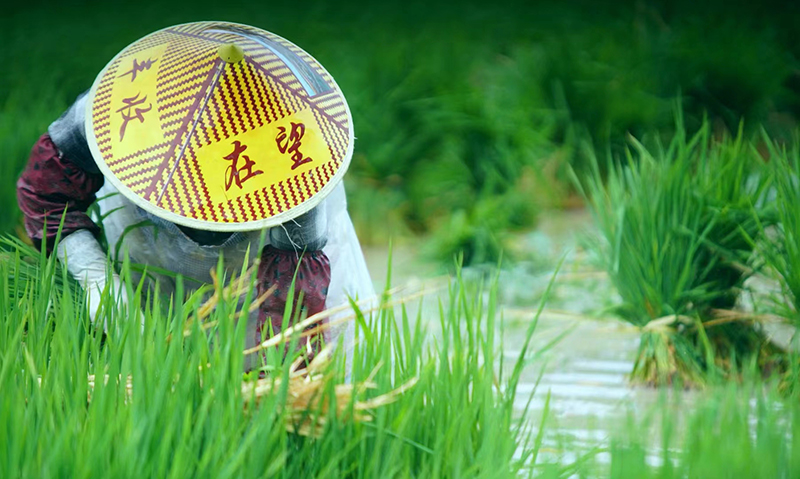 　　连日来，稳中有升的气温和丰沛的降水为水稻移栽创造的良好天气条件。6月6日，在平坝区白云镇，农户们趁着好天气在田间作业，翻地、放水、运秧……田间一派“插秧忙”的好风光。（安顺日报融媒体中心记者 桂传念）