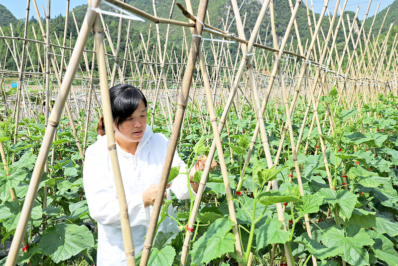 陈佳琴在水韵村高标准蔬菜示范种植基地查看黄瓜长势.jpg
