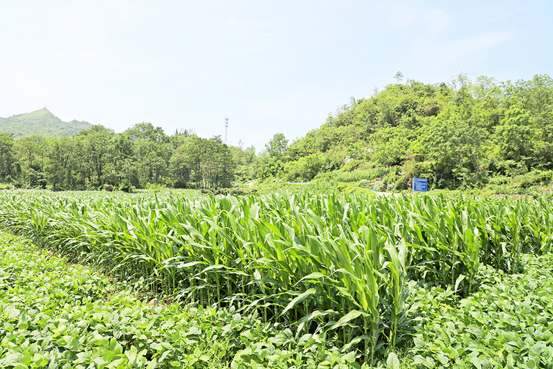 宁河村大豆玉米带状复合种植示范点.jpg