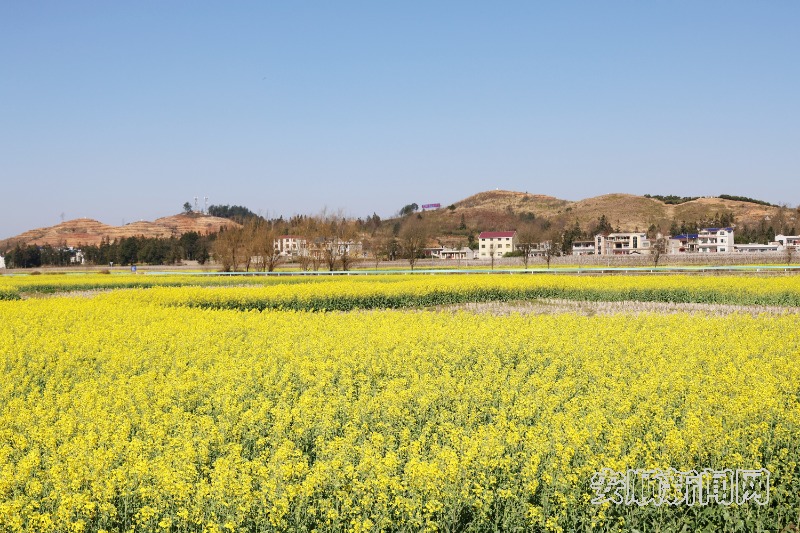  2月19日，天气骤暖，春风和煦。记者来到西秀区东屯乡，在乡间公路看到大片油菜花相继盛开，一望无际，在春风轻拂下发出醉人芳香，远远望去宛如一片金色的海洋。（安顺日报融媒体中心记者  李超然 詹艳）