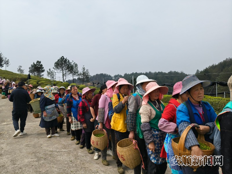3月23日，西秀区鸡场乡十二茅坡茶园里，数百名采茶工正趁着晴好天气繁忙有序地采摘着明前春茶。该茶园山势平缓开阔，茶树排列错落有致，枝叶翠绿欲滴。采茶工在茶树间轻盈地穿梭，一片片嫩绿的茶叶被轻轻摘下，放入腰间的茶篓中。现场还吸引了茶商和游客前来体验采茶乐趣，人们的脸上洋溢着劳动和收获的喜悦。（安顺日报融媒中心记者  唐琪  摄）