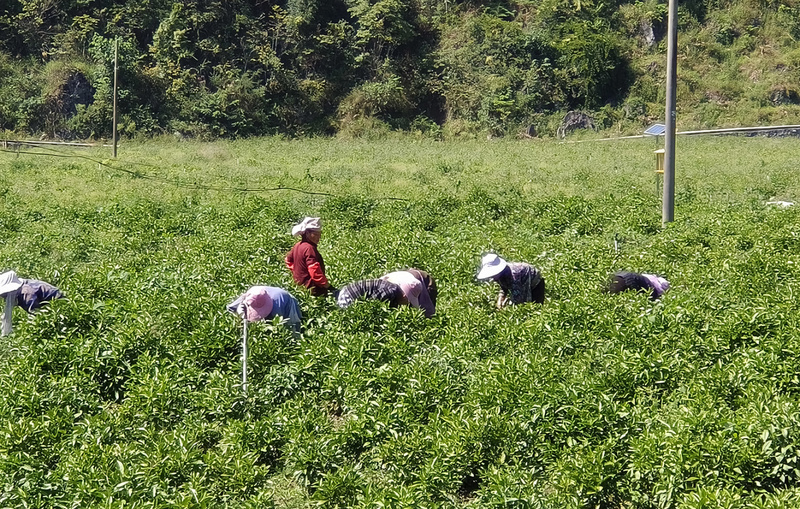 猴场镇：蓝靛管护忙-FZ100252780.jpg