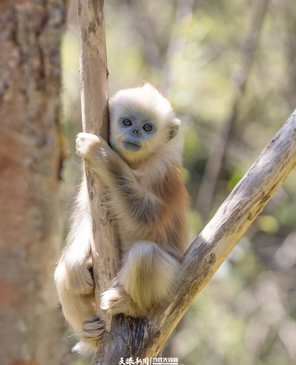 川金丝猴湖北亚种（湖北日报供图）1.jpg