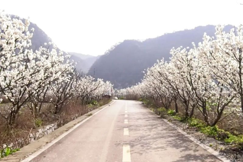春满十里荷廊 樱桃花开入画来_-FZ1002489543.jpg