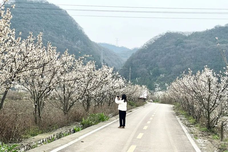 春满十里荷廊 樱桃花开入画来_-FZ1002489539.jpg