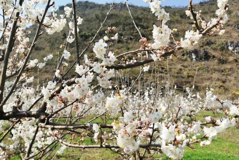 春满十里荷廊 樱桃花开入画来_-FZ1002489540.jpg