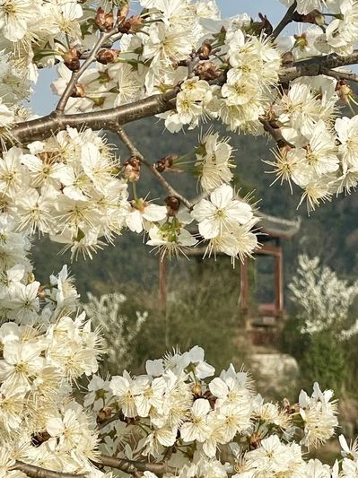 春满十里荷廊 樱桃花开入画来_-FZ1002489541.jpg