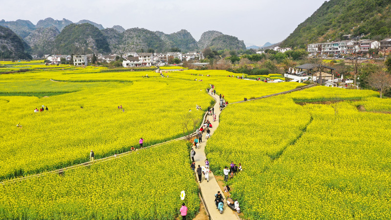 706290-2月12日，游客在贵州省黔西南布依族苗族自治州兴义市万峰林景区的油菜花田里观光。.jpg