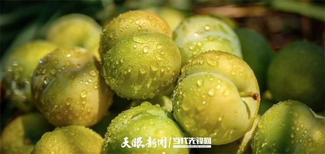 17420756523286.png 1726353174360222.png