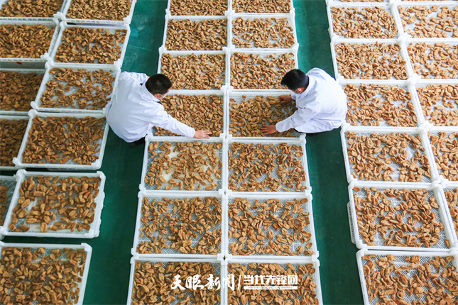 17420757962004.jpg 在贵州省毕节市一家天麻企业厂房内,工人在为摊晾天麻。贵州日报天眼新闻记者 王纯亮摄 (2).jpg