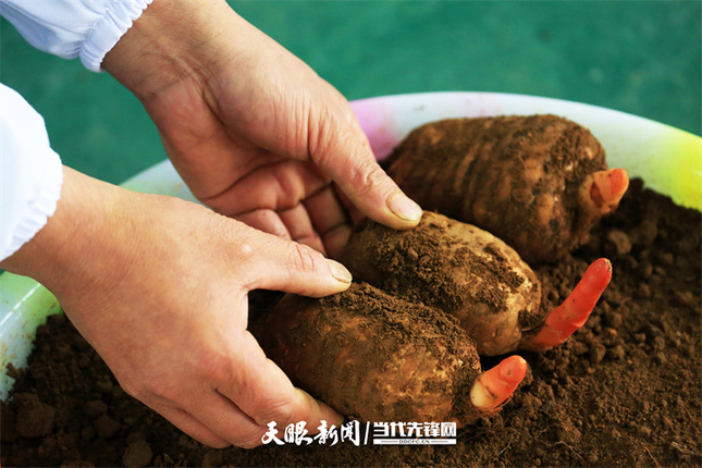 17420767348142.jpg 在七星关区一家天麻企业厂房内,工人在育天麻种。贵州日报天眼新闻记者 王纯亮 摄.jpg