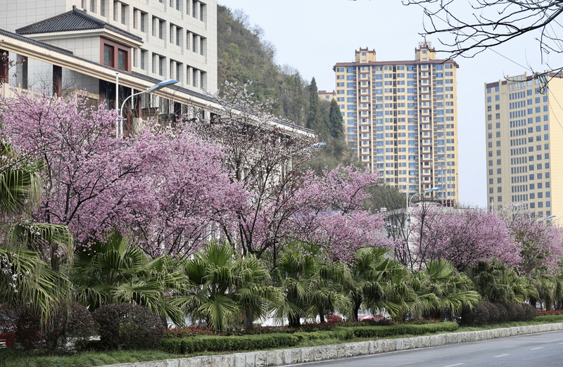 永丰大道李花绽放春意浓-FZ1002532486.jpg