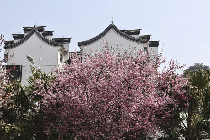 永丰大道李花绽放春意浓-FZ1002532485.jpg
