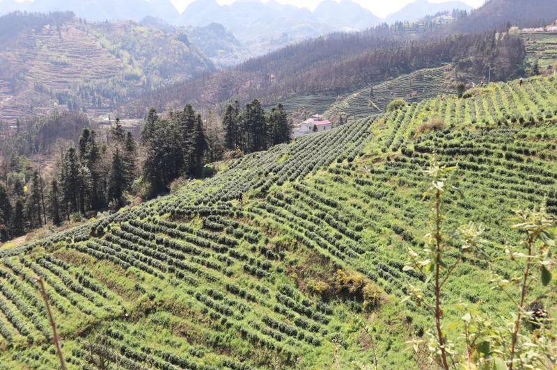 binary_large (3).jpg