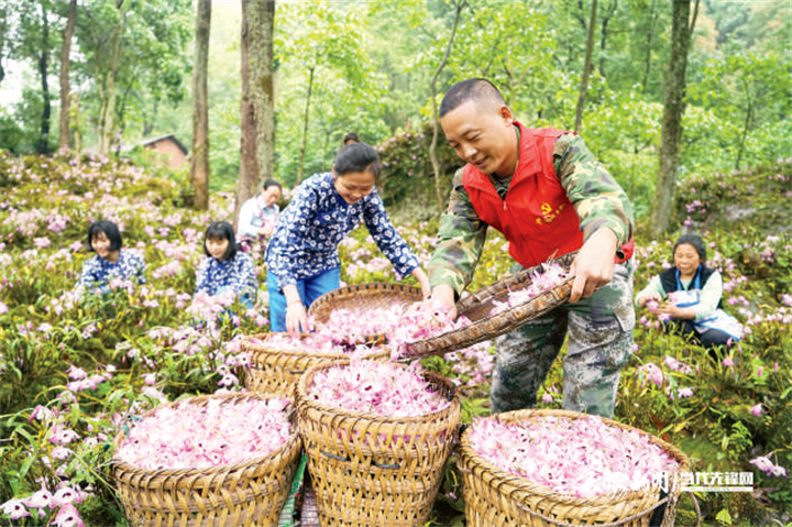 遵义市赤水市长期镇党员干部在五七村采摘金钗石斛鲜花。(张鹏 苟炼炜 摄).png