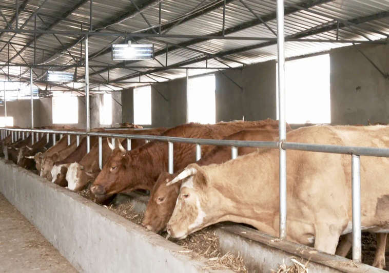 安顺经开区安湖村：生态科技双驱动 肉牛产-FZ1002633492.jpg