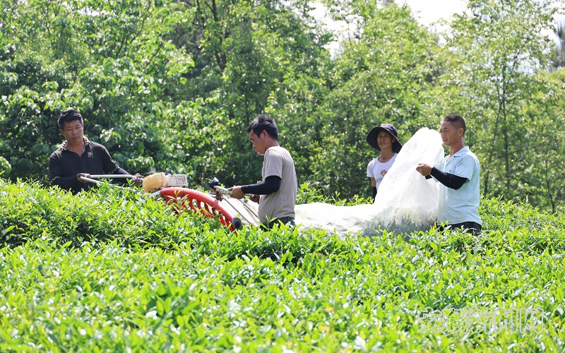 近日，位于西秀区刘官乡的金坝茶场开始了2000余亩夏秋茶机械化采摘作业，只见一望无际的茶园中，机组正熟练地进行作业，在工人的有序配合下，一片片有机生态茶叶簌簌落入袋中，随后运往加工厂蜕变为一枚枚致富的“金叶子”。（安顺日报融媒体中心记者 李超然）