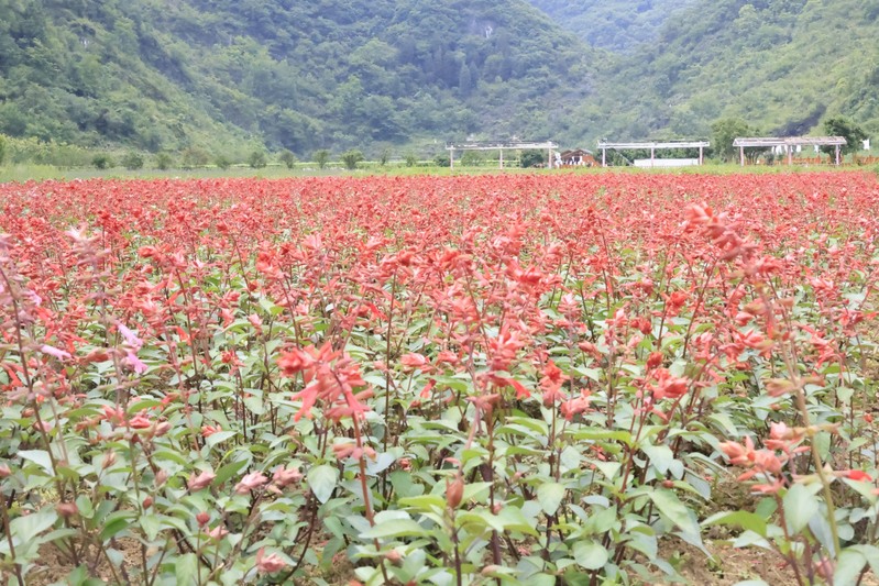 龙宫花之奇缘：以花为媒 绽放乡村振兴新图-FZ1002856613.JPG