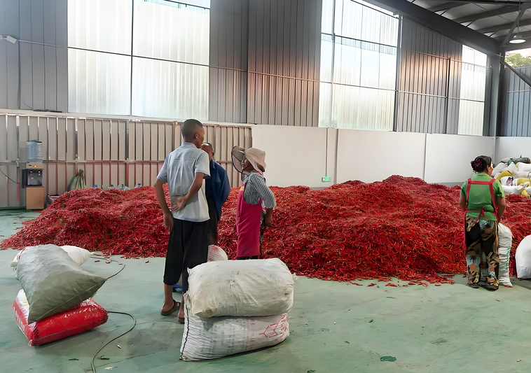 厂区内,红彤彤的鲜辣椒堆成一座座 “小山-FZ10021059709.png