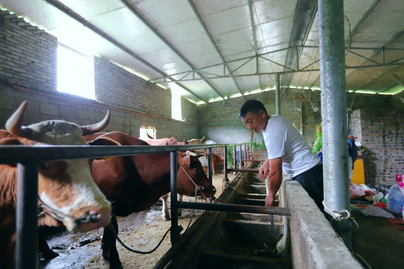 肉牛养殖户吴仕国在清理饲草槽.jpg
