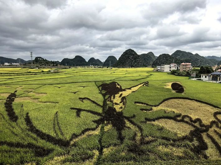 昊禹米业打造的稻田画.jpg