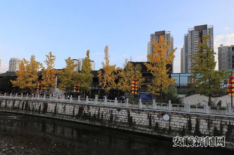 　　11月25日，在安顺古城及贯城河边上，金黄的银杏与古城相映成景。市民游客在一片金色的秋冬美景中，感受这座古城独特的历史韵味和自然风光。（安顺市融媒体中心记者 卢维 摄）