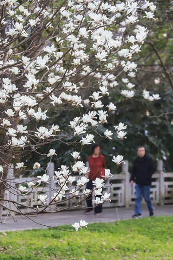 2月22日，虹山湖公园，市民在赏花。