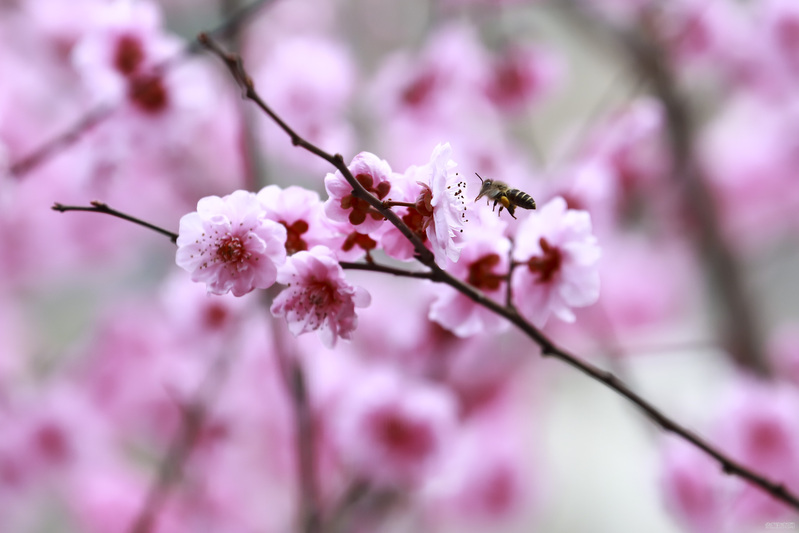 2月22日，虹山湖公园，小蜜蜂在花中采蜜。