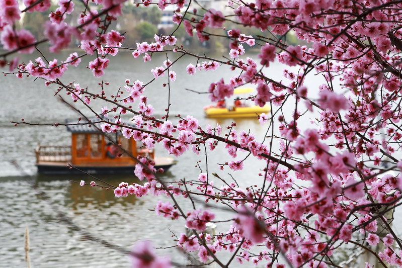 2月22日，游客在虹山湖公园划船赏花。